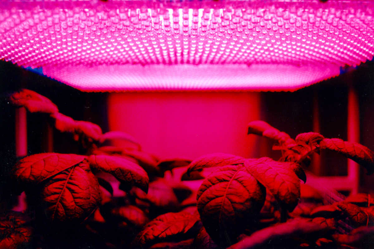 A vörös fényterápia története: Finstől a NASA-ig és a modern vörösfény lámpákig